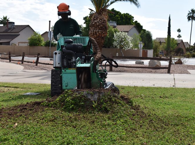 A worker wearing safety gear operates a stump grinder on a grassy lawn, removing the stump of a recently cut tree in a suburban neighborhood.