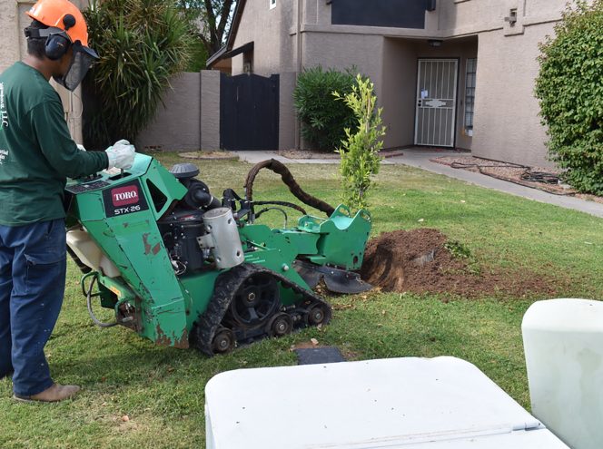 A worker operates a stump grinder on a lawn near a house, removing a tree stump and roots. A young tree and soil are visible beside the machine.