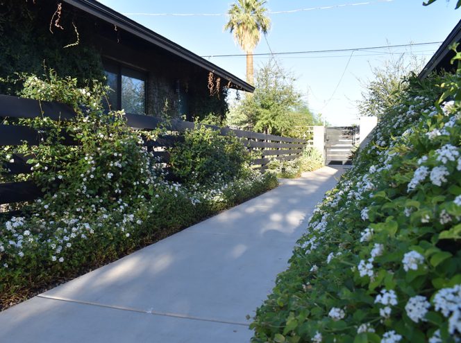 Concrete walkway bordered by lush green bushes with small white flowers, leading to a black gate; modern house and palm tree visible in the background.